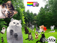 La foire au chats - GIF animé gratuit