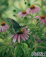 fluture - Nemokamas animacinis gif