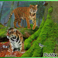 les tigres sous l'arbre geanimeerde GIF