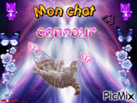 Les chats - Δωρεάν κινούμενο GIF
