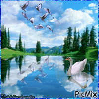 HD paysage lac avec cygne et oiseaux - 無料のアニメーション GIF