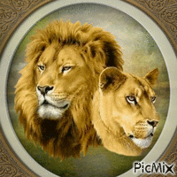 Löwen lions - GIF animasi gratis