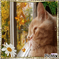 autumn cat - Безплатен анимиран GIF