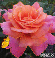 trandafir - Ingyenes animált GIF