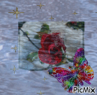 odraz růže - 免费动画 GIF