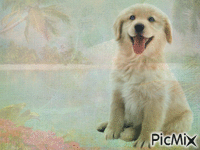 Amazing dog Animated GIF