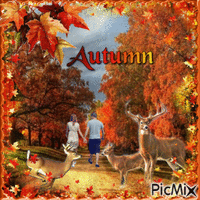 Walk in the forest in autumn - Gratis animerad GIF