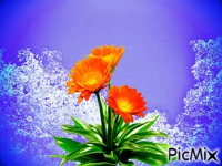 Blumen - GIF animado grátis