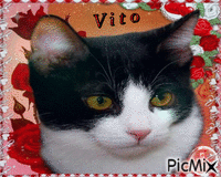 Vito geanimeerde GIF