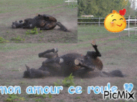 mon cheval juste super - GIF animasi gratis