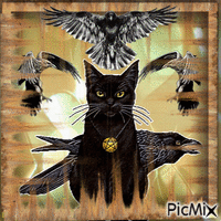 raven cat Animated GIF