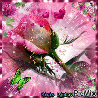 pink rose - Бесплатный анимированный гифка