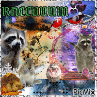 Raccoon - GIF animé gratuit