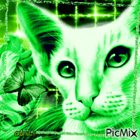 Chat vert et glitter