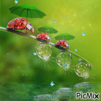 ladybugs - GIF animé gratuit