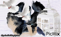 white bird - GIF animate gratis