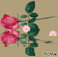 rosa na água