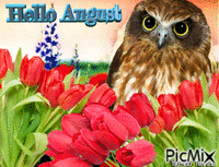 august owl