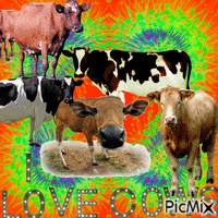cows GIF animé