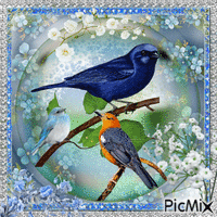 Vögel im blauen Federkleid - GIF animado grátis