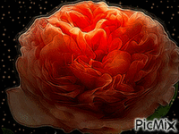 rose - Zdarma animovaný GIF
