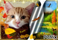 Foxy - Gratis animerad GIF