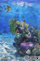 mer animasyonlu GIF