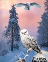 winter owl