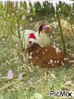 quand mes poules fêtent noël...... - GIF animate gratis