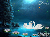 влюбленные лебеди - Darmowy animowany GIF