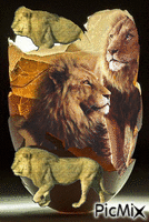 Cáscaras de leones GIF animasi
