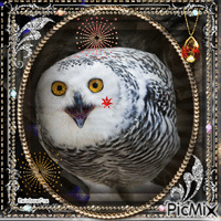 Owl glitter - Zdarma animovaný GIF