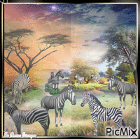 Zebras - Free animated GIF