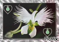 orchidée colombe GIF animé