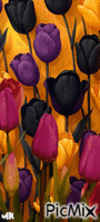 Tulipanes GIF animado