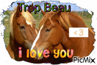 les chevaux - Free animated GIF