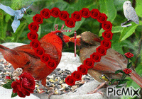 birds in love - GIF animado grátis