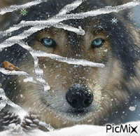 Loup & neige - Gratis geanimeerde GIF