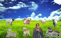 chevres ,moutons animovaný GIF