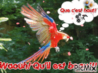 Perroquet - GIF animé gratuit