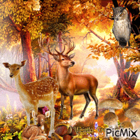 Contest!Les animaux de la forêt en automne - GIF animé gratuit