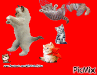 Mačky GIF animé