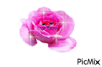 rosa GIF animé