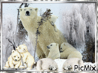 Ursos - Δωρεάν κινούμενο GIF