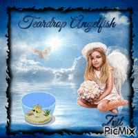 Teardrop Angelfish - Gratis animeret GIF