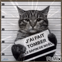 chat alors Animated GIF