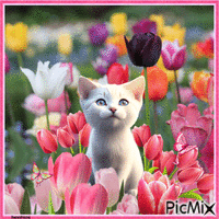 Weiße Katze zwischen Blumen