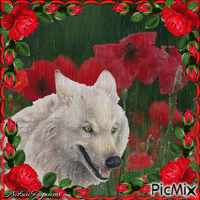 Wolf among at anemones . - Animovaný GIF zadarmo