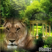 Löwin Lionne - Darmowy animowany GIF