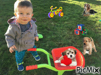 chien , jouets Animated GIF